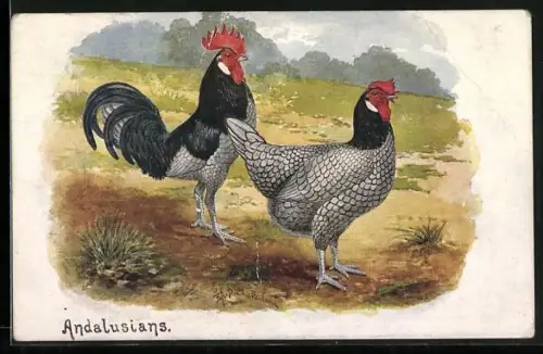 AK Andalusians, Hühnerpaar in freiem Gelände