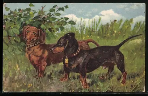 AK Dackelpaar mit Halsbändern auf einer Sommerwiese