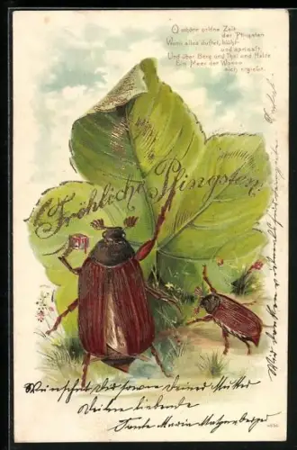 AK Maikäfer mit Ahornblatt, Pfingstgruss