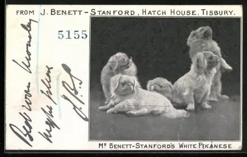 AK Tisbury, Hatch-House, J. Benett-Stanford`s White Pekinese, Puppies