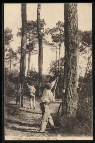 AK Cote d'Argent, En Foret, La Taille