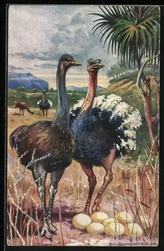 Künstler-AK Straussenpaar in Südwestafrika bewacht seine Eier