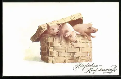 AK Schweine blicken aus einem Korb heraus