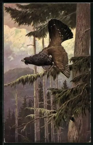 AK Auerhahn auf einer Tanne in den Bergen