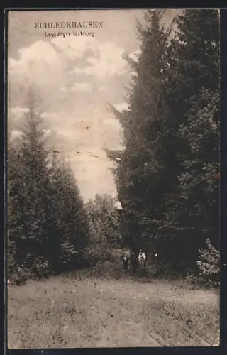AK Schledehausen / Bissendorf, Lauschiger Waldweg