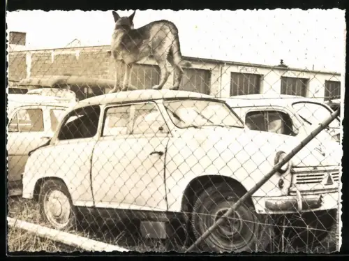 Fotografie Auto Lloyd, Wachhund auf einem Schrottplatz auf Ersatzteilspender stehend