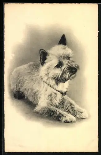 AK Liegender Terrier, Portrait