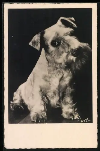 AK Terrierwelpe, Portrait