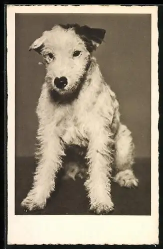 AK Junger Hund im Sitz, Portrait
