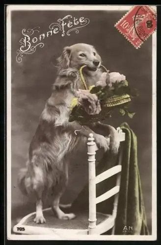 AK Collie steht auf einem Stuhl mit Rosenkörbchen in der Schnauze
