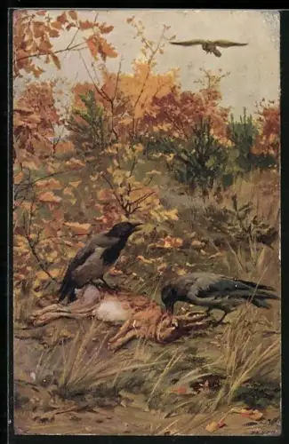 Künstler-AK sign. V. Trsek: Nebelkrähen laben sich am Kadaver eines Feldhasen