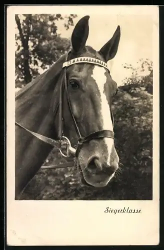 AK Sigerklasse, Reitpferd, Portrait
