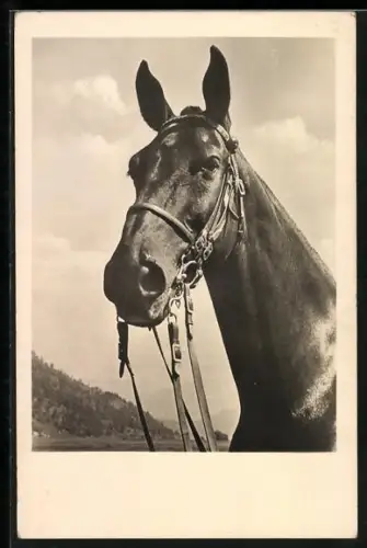 AK Pferd mit Geschirr im Freien, Portrait