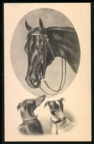 AK Zwei Windhunde, Pferd mit Halfter