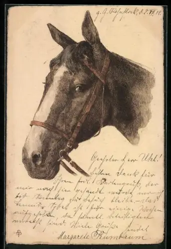 AK Pferd mit Halfter, Kopf, Portrait