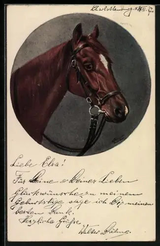 AK Edles Reitpferd mit Halfter