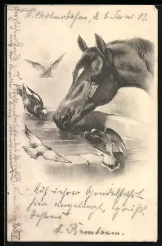 AK Pferd und Tauben an Tränke