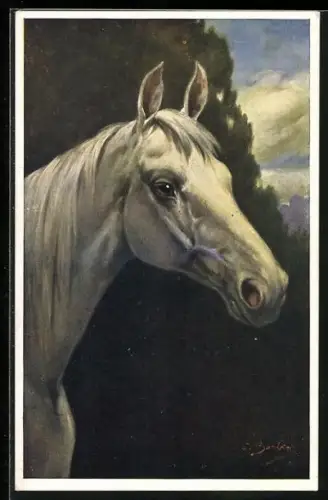 AK Edler Schimmel vor Wolkenhimmel