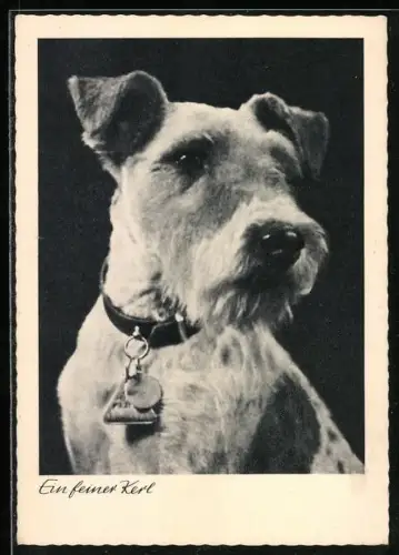 AK Ein feiner Kerl, Terrier, Portrait