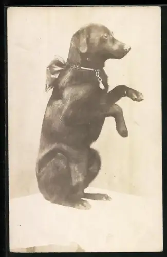 Foto-AK Auf den Hinterläufen sitzender Dackel mit Halsband und Schleife, Portrait