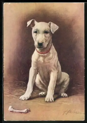 AK Weisser Bullterrier sitzt vor einem Knochen