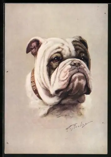 Künstler-AK Bulldogge, Portrait eines Hundes