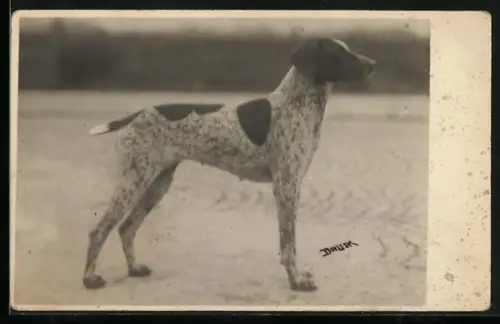 Foto-AK Jagdhund auf einer Ebene, Portrait