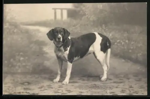 Foto-AK Jagdhund vor Parkkulisse, Portrait