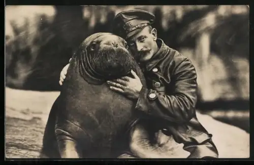 AK Stellingen-Hamburg, Hagenbeck`s Tierpark, Walross mit Tierpfleger