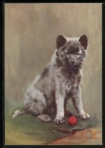 Präge-AK The Keeshond, Portrait mit Ball