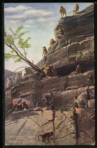 AK Stellingen, Hagenbecks Tierpark, Mantelpaviane auf dem Felsen