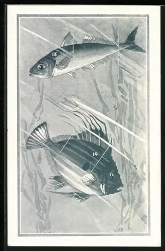 AK Boulogne-sur-Mer, Océanor, Zwei Fische im Wasser