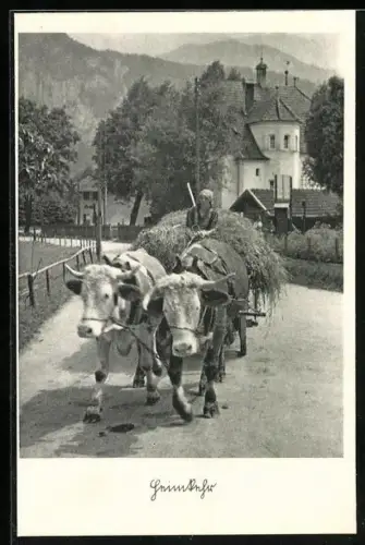 AK Zwei Ochsen vor einem Wagen mit Heu