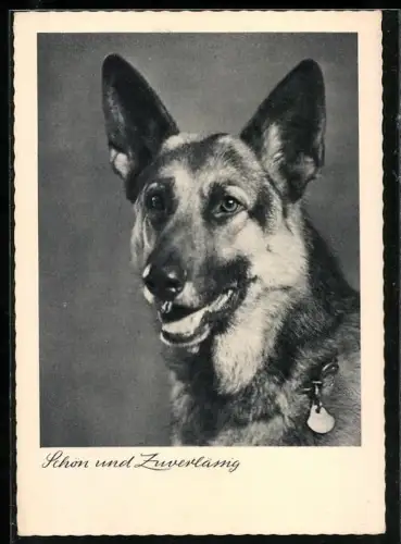 AK Schön und zuverlässig, Schäferhund, Portrait