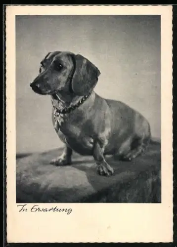 AK In Erwartung, Dackel, Portrait