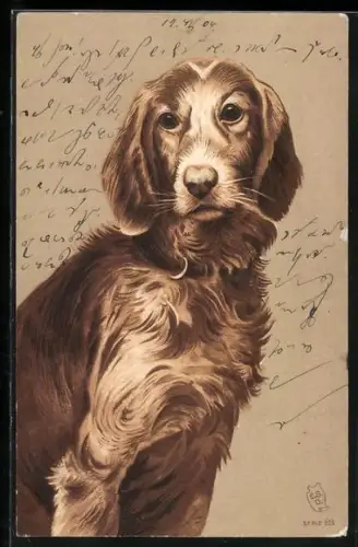 AK Jagdhund mit treuem Blick