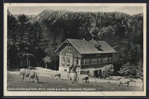 AK Edlach a. d. Rax, Gasthaus Auerhahn mit Bergpanorama