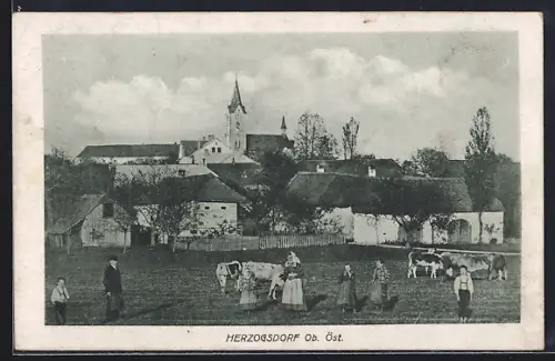 AK Herzogsdorf /Ob. Öst., Kühe und Anwohner am Ortseingang