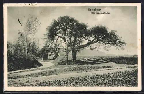 AK Bremberg, Die Wunderkiefer mit Kreuz