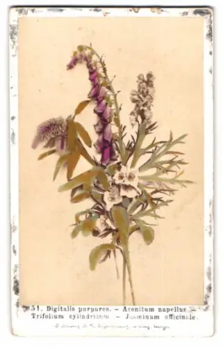 Fotografie F. Fridrich, Prag, Jasminum, Digitalis purpurea, Aconitum napellus, Botanik