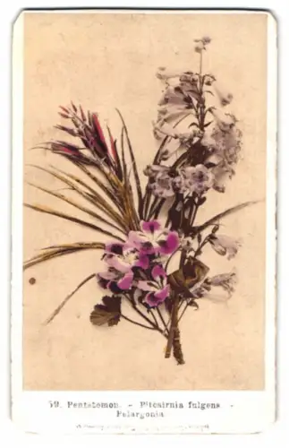 Fotografie F. Fridrich, Prag, Pelagonia, Pentstemon, Piteairnia fulgens, Botanik