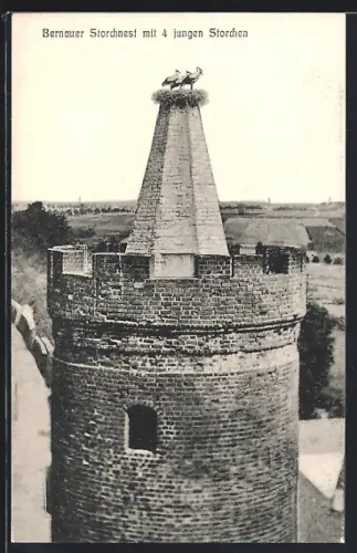 AK Bernau /Mark, Storchennest mit vier jungen Störchen auf Turm