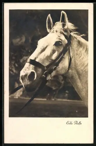 AK Edle Rasse, Schimmel