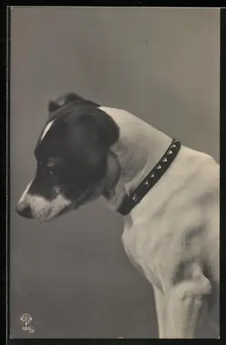 AK Hund mit Halsband, Portrait