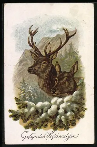 AK Hirsch und Hirschkuh vor Tannengrün mit Schnee, Weihnachtsgruss