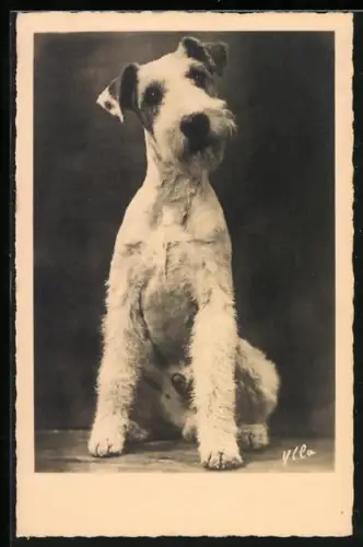 AK Sitzender junger Terrier mit schrägem Kopf