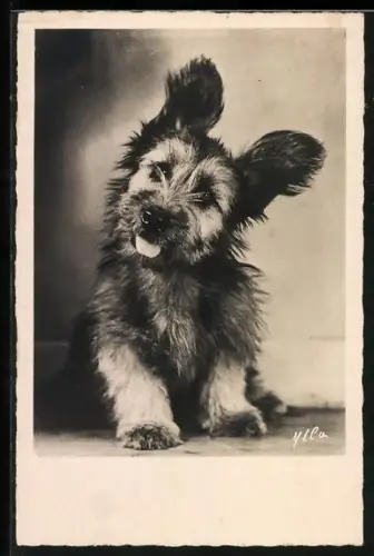 AK Hundewelpe mit langen Ohren