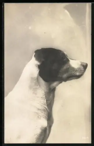AK Hund mit aufmerksamem Blick, Seitenportrait