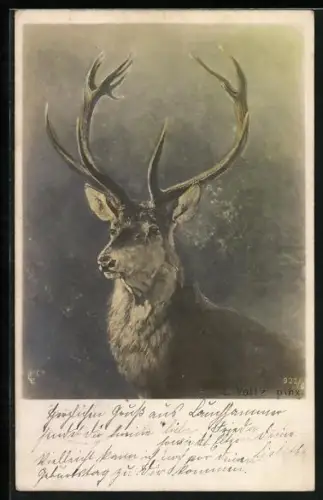 AK Hirsch mit prächtigem Geweih