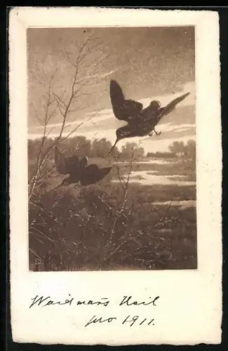 AK Wasservögel in Auenlandschaft